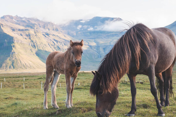 Жеребенок и его мать пасутся вместе на исландском лугу с Киркьюфеллом на заднем плане, образованном из лавы. Snaefellsnes полуострова горы во время заката, Западная Исландия.