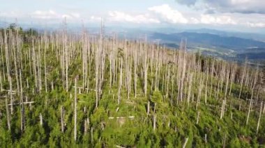 Devrilen ağaçların havadan görünüşü ve vadinin yeniden canlandırılması. Güçlü bir fırtınadan sonra iyileşme. Orman restorasyonu.