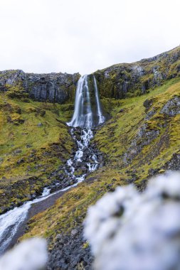Sırt çantalı yalnız yürüyüşçü, İzlanda 'nın gerçeküstü volkanik dağlarını keşfeder. Altın yosunların karamsar kayaların altında kara lav kayalarıyla buluştuğu, el değmemiş ve destansı bir yer.