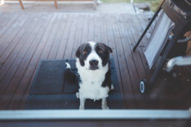 Siyah ve beyaz köpek sabırla İzlanda 'da ahşap bir güvertede bekliyor, umut dolu gözlerle içeriye bakıyor ve sadakat merakını ve rahat kabin titreşimlerini yakalıyor..