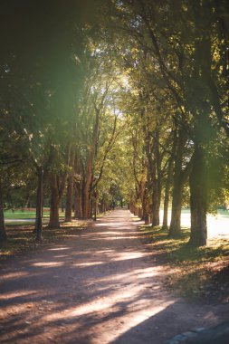 Oslo Kraliyet Sarayı Parkı 'nda ağaçlarla kaplı huzurlu bir patika sonbahar yapraklarından oluşan yumuşak bir gölgeliğin altında parlıyor ve başkentin göbeğinde sessizce kaçmayı teklif ediyor..