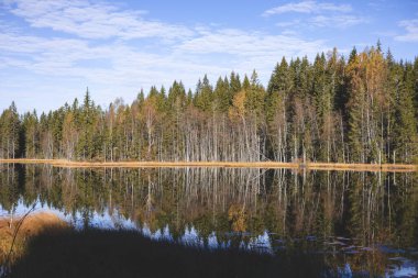 Norveç orman ağaçlarının mükemmel yansıması Oslo Marka 'da durgun bir göl boyunca yansıyor. Gökyüzü ve yeryüzünü sessiz bir uyum içinde harmanlıyor..