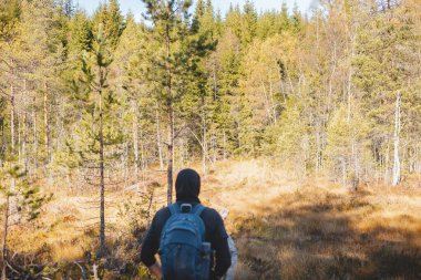 Maceracı Oslo Marka 'da, altın sonbahar ışığı ve İskandinav çölünün sessiz fısıltılarıyla çevrili dar bir tahta patikada yürüyor. Norveç ham doğası.