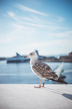 Oslo Opera Binası fiyort boyunca gururla duruyor. Pürüzsüz beyaz mimarisi modern tasarımın İskandinav huzuruyla buluştuğu suya yansıyor.