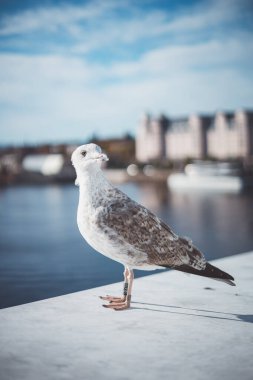 Oslo Opera Binası fiyort boyunca gururla duruyor. Pürüzsüz beyaz mimarisi modern tasarımın İskandinav huzuruyla buluştuğu suya yansıyor.