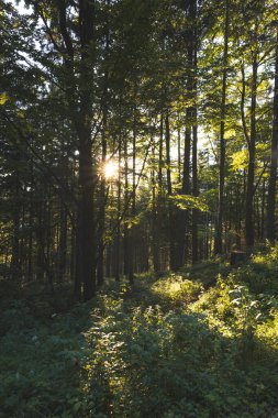 Çek Cumhuriyeti 'nin Jeseniky dağlarındaki orman ve vadide gün batımı. Doğa ve insanlar arasındaki uyum.