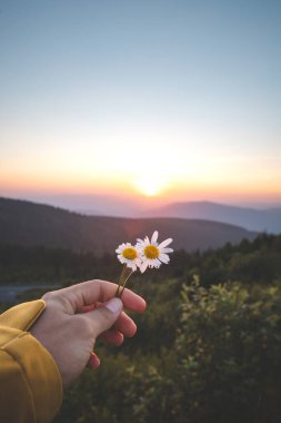 Elinde tek bir beyaz çiçek tutan bir insan. Arkasında güzel bir günbatımı olan. Doğanın güzelliği için dinginlik ve takdir kavramı