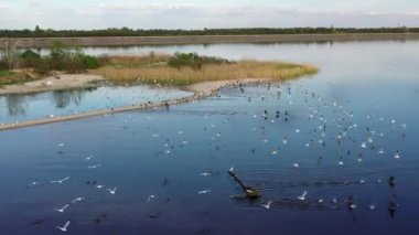 Flight above epic large flock of birds flying over blue lake in natural environment. Arnitology, birdwatching Beautiful migratory birds over sea water. Wildlife scenic nature landscape. drink water 