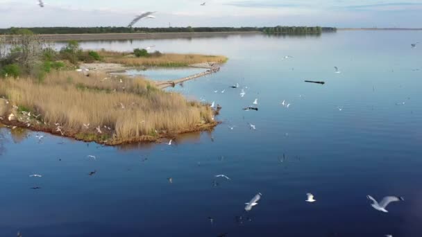Lot Nad Epicką Dużą Trzodą Ptaków Latających Nad Błękitnym Jeziorem — Wideo stockowe