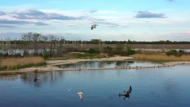 Полет Над Эпическим Большим Стадом Птиц Над Голубым Озером Естественной — стоковое видео