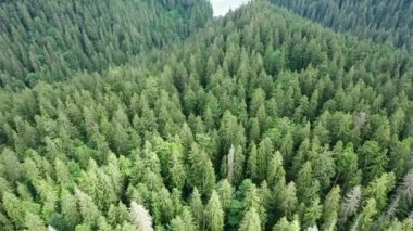 Ukrayna 'daki Karpat Dağları' ndaki Synevir Gölü 'nün havadan görünüşü. Yaz ormanındaki sisli göl. Yazın Carpathian montajı. Karpatya doğası, yükselen göl. Hava manzaralı Synevir Gölü, Ukrayna