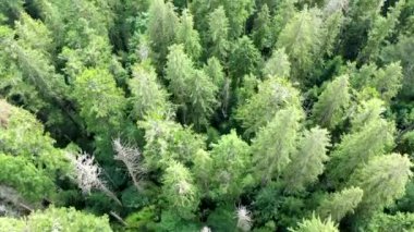 Ukrayna 'daki Karpat Dağları' ndaki Synevir Gölü 'nün havadan görünüşü. Yaz ormanındaki sisli göl. Yazın Carpathian montajı. Karpatya doğası, yükselen göl. Hava manzaralı Synevir Gölü, Ukrayna