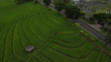 Sabahın erken saatlerinde pirinç tarlalarının arka plan görüntüsü için doğal doku. Bali, Endonezya. Tayland 'ın havadan görünüşlü 4k' lık yüksek kaliteli görüntüler, pirinç tarlaları veya Merdiven pirinç tarlaları