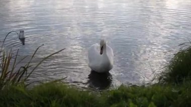 Beyaz tüylü vahşi kuğu ve geniş göl suyunda turuncu gagalı sarı güneş ışığı yansımalı. Doğa, Beyaz Kuğu ve Ördek Gölette Yüzüyor, Beyaz Kuğu çimenlerin arasında bir gölde yüzüyor
