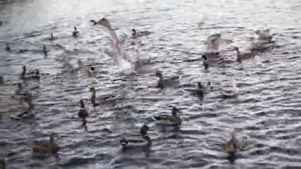Beyaz Tüylü Vahşi Kuğu Geniş Göl Suyunda Turuncu Gagalı Sarı — Stok video