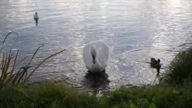 Beyaz tüylü vahşi kuğu ve geniş göl suyunda turuncu gagalı sarı güneş ışığı yansımalı. Doğa, Beyaz Kuğu ve Ördek Gölette Yüzüyor, Beyaz Kuğu çimlerin arasında bir gölde yüzüyor, Gölde vahşi beyaz kuğu yüzüyor, 
