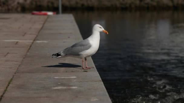 Closeup Shot Seagull Eating Something Pier Seagull Pier Seagull Standing — Stock Video
