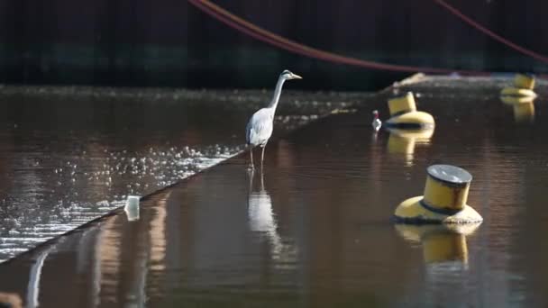 大蓝鹭站在石墩上休息 在船坞中的皇家鲱鱼港 船尾经过 大灰鹭在码头等着 海鸥和苍鹭在码头上 斯堪的纳维亚半岛 — 图库视频影像