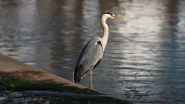 Büyük mavi balıkçıl taş bir iskelede dinleniyor. Rıhtımda Kraliyet Balıkçıl 'ı. Arka planda tekneler var. Rıhtımda bekleyen büyük gri balıkçıl, martı ve balıkçıl. İskandinavya