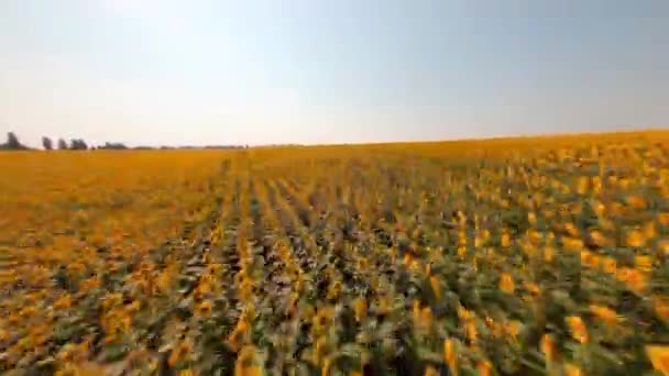 Fpv Ukrajina Slunečnicové Pole Slunečného Dne Jasně Modrou Oblohou Nádherná — Stock video
