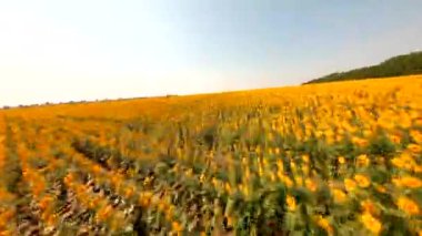 FPV, Ukrayna, güneşli bir günde açık mavi gökyüzü. Parlak sarı ayçiçeklerinin muhteşem manzarası. Yeri Ukrayna, Avrupa. Ekoloji konsepti. Tarım endüstrisi. Toprağın güzelliği.