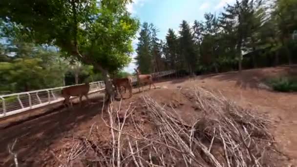 Ucrania Zoológico Moderno Territorios Ciervos Hermoso Lugar Ciudad Cherkasy Zoológico — Vídeos de Stock