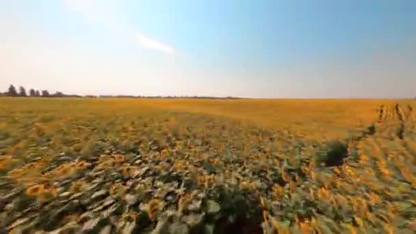 Fpv Ukrajina Slunečnicové Pole Slunečného Dne Jasně Modrou Oblohou Nádherná — Stock video