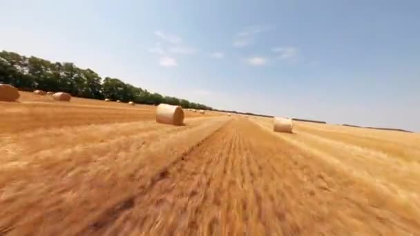 Fpv Ukrajina Zlaté Snopy Pšeničného Sena Modrou Oblohou Kulaté Balíky — Stock video