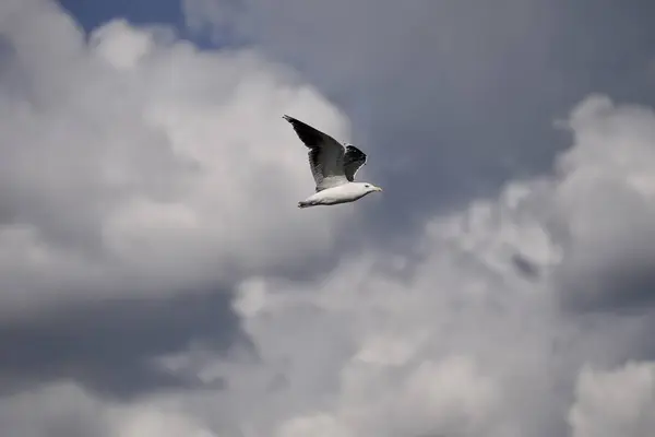 Mavi gökyüzünde martı uçuşu ve güneş parlaması. Bir kuş silueti gökyüzünde süzülüyor Renkli Bulutlar Sunset Banner 'da, martı kanatlarını açık mavi gökyüzüne doğru uçuyor bulutlarla