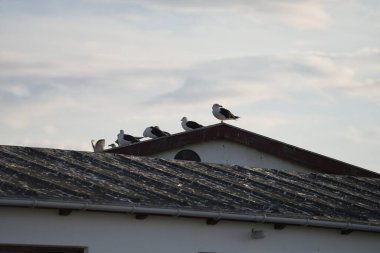 Siyah kiremitlerle kaplı bir çatıda oturan martılar, bir evin çatısında oturan bir sürü martı, çatıda bir sürü kuş kakası, bir sürü martı, açık mavi gökyüzüne karşı binalara tünemiş kuşların görüntüsü.