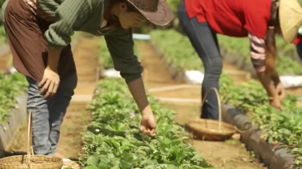 インドネシアのマケラン 2021年5月22日 アジアのイチゴ農業産業 アジアの女性はイチゴを拾い 新鮮な熟したイチゴを拾う農家 アジアのイチゴの農場 — ストック動画