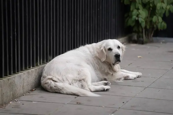 Asfalt yüzeyinde tasmalı büyük beyaz köpek, asfalt zeminde güneşli havada sahibinin yanında yatan sevimli beyaz köpek.