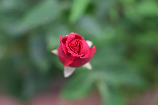 Kırmızı bir gül, çiçek, taze yalnız bir gül, doğanın arka planında büyük kırmızı güller..