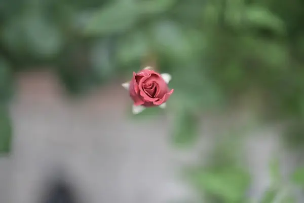 Kırmızı bir gül, çiçek, taze yalnız bir gül, doğanın arka planında büyük kırmızı güller..