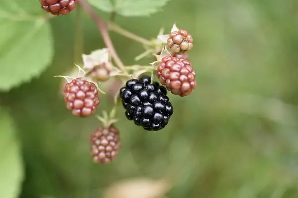 Vahşi Bramble Böğürtlenleri dışarıda yetişiyor İngiliz Hedgerow 'unda bulanık arka planda bir bahçede olgun ahududu dalları