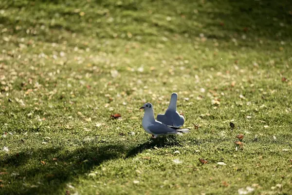 Güvercin boş zaman için çimenlerde oturuyor, yetişkin ahşap güvercin, columba palumbus, çimenlerin üzerinde oturuyor, bahçe kuşu, yumuşak renkler 