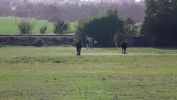 Cavalos Raça Pura Caminhar Num Campo Nascer Sol Belos Cavalos — Vídeo de Stock