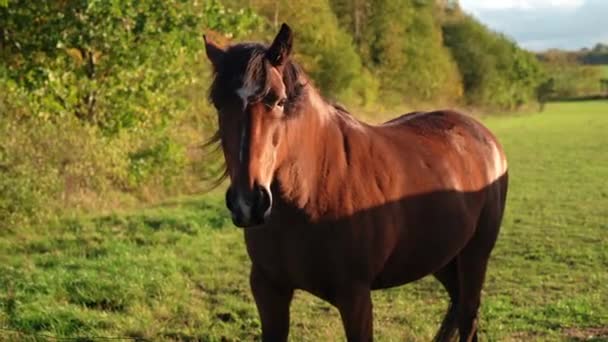 Cavalo Castanho Com Marca Branca Testa Olha Para Câmera Cavalo — Vídeo de Stock