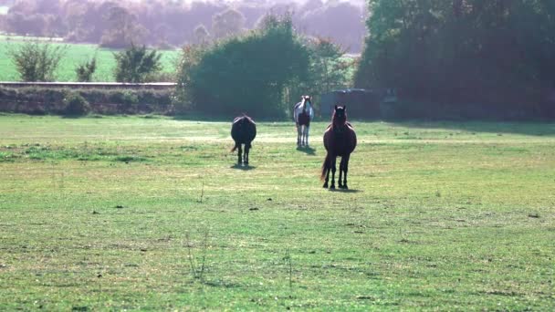 Καθαρόαιμα Άλογα Περπατούν Ένα Χωράφι Την Αυγή Όμορφα Άλογα Που — Αρχείο Βίντεο