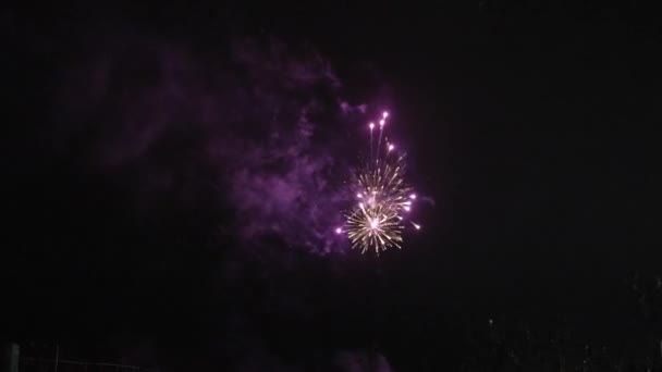 Fireworks Night Colorful Celebration Fireworks Isolated Black Sky Background Shot — стокове відео