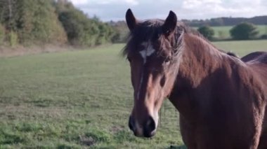 Alnında beyaz bir iz olan kestane at kameraya, kahverengi at doğa ormanındaki kameraya, hayvan yakından bakar güzel bir at tarlanın ortasında durur ve kameraya bakar..