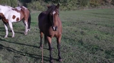 Alnında beyaz bir iz olan kestane at kameraya, kahverengi at doğa ormanındaki kameraya, hayvan yakından bakar güzel bir at tarlanın ortasında durur ve kameraya bakar..