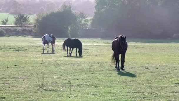 Καθαρόαιμα Άλογα Περπατούν Ένα Χωράφι Την Αυγή Όμορφα Άλογα Που — Αρχείο Βίντεο