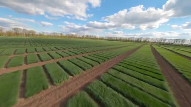 Pole Ukrajiny Pěstování Plodin Mladé Klíčky Potraviny Letecký Pohled Zelená — Stock video