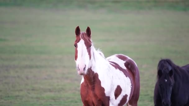 サラブレッド馬は日の出に野原を歩いている フィールドで遊ぶ美しい馬 オレンジ色の晴れたビームで日没に牧草地に放牧する馬 ドラマチックな霧のシーン 草の上の馬のギャラリー — ストック動画