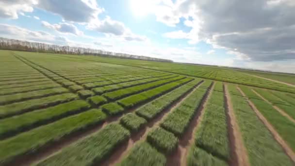 乌克兰的田野 庄稼的种植 嫩芽的生长 春季绿地的鸟瞰 美丽的春天乡村风景 乡村风景 夏日阳光下的田野 — 图库视频影像