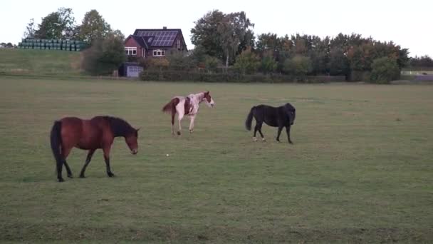 Thoroughbred Horses Walking Field Sunrise Beautiful Horses Playing Field Horses — Stock Video