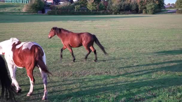 Породистые Лошади Гуляющие Полю Рассвете Красивые Лошади Играют Поле Лошади — стоковое видео
