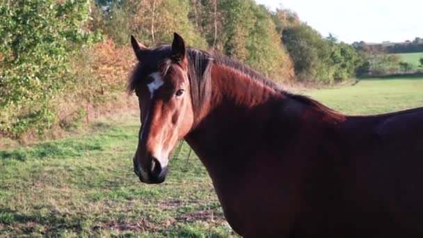 Kastanje Paard Met Witte Vlek Voorhoofd Kijkt Naar Camera Bruin — Stockvideo