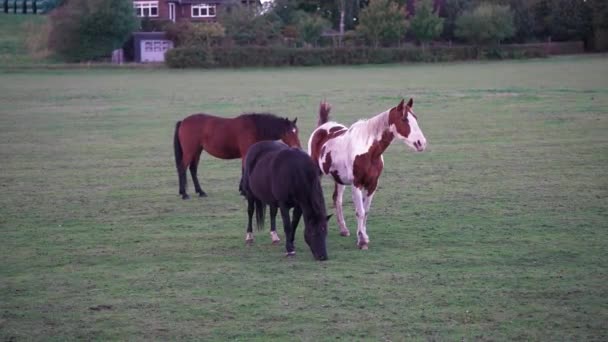 Cavalos Raça Pura Caminhar Num Campo Nascer Sol Belos Cavalos — Vídeo de Stock